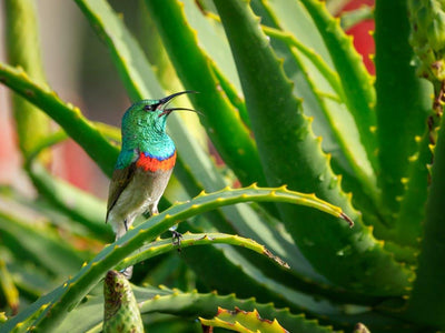 How to Use Aloe Vera Powder: Face Masks, Hair Masks and Gel