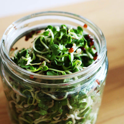 How to Sprout Broccoli Seeds in a Jar: A Step-by-Step Guide