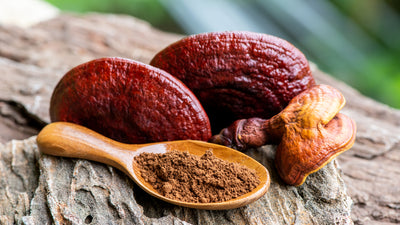 The Power of Reishi Mushroom Powder: A Guide to Its Benefits, Uses and How to Incorporate it into Your Daily Routine