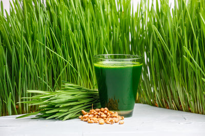 Unlock the Power of Wheatgrass: A Guide to Boosting Your Health and Wellness