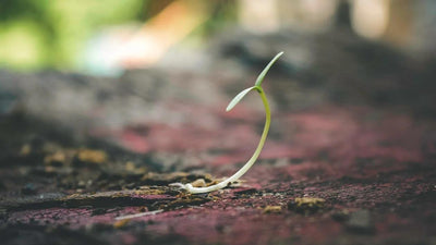 What Are the Best Seeds for Sprouting? A Beginner's Guide
