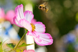 Organic Spanish Bee Pollen - Natures Root