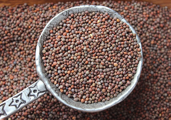 Germisem Biologico Calabrese Semi Di Broccoli 3 G - Leroy Merlin - Foto 8