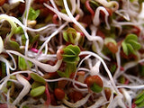 Organic Radish China Rose Sprouting Seeds - Natures Root