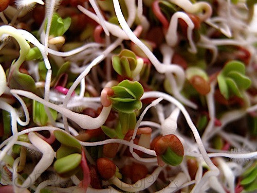 china rose radish sprouting seeds Organic Radish China Rose Sprouting Seeds