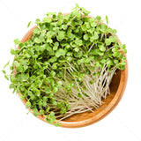 Organic White Mustard Sprouting Seeds - Natures Root