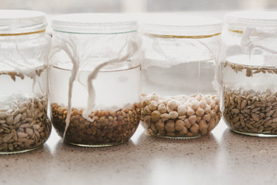 Maximieren Sie Ihren Keimerfolg: Die Vorteile des Einweichens der Samen und des effektiven Spülens der Samen