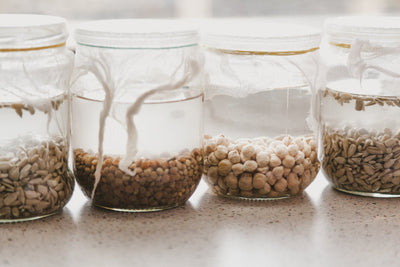 Soaking and Rinsing Sprouting Seeds: Times, Tips and Why Drainage Matters