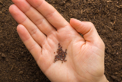 The Benefits of Broccoli Raab Seeds