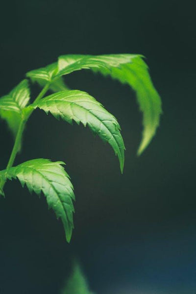 How to Use Neem Powder for Hair: Masks, Rinses and Oil