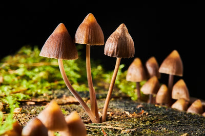Herbal Mushroom Powders vs. Regular Mushroom Powders: What's the Difference?