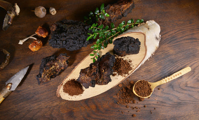 The Top 10 Health Benefits of Herbal Mushroom Powders