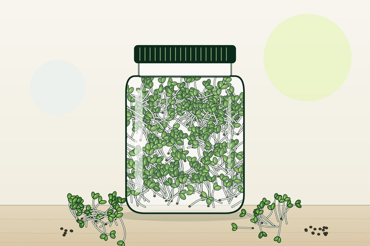 Broccoli sprouts growing in a glass sprouting jar