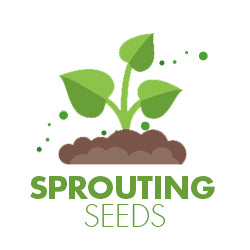 Sprouting Seeds