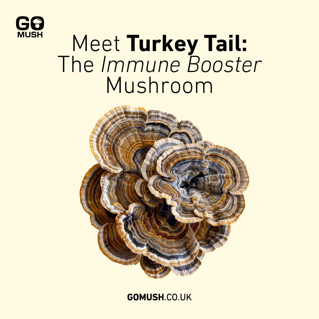 Dose GoMush® Schmetterlingstrameten-Pilzextrakt-Pulver, 60 g (Bild 3)