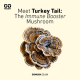 Tin of GoMush® Turkey Tail Mushroom Extract Powder, 60g (image 3)