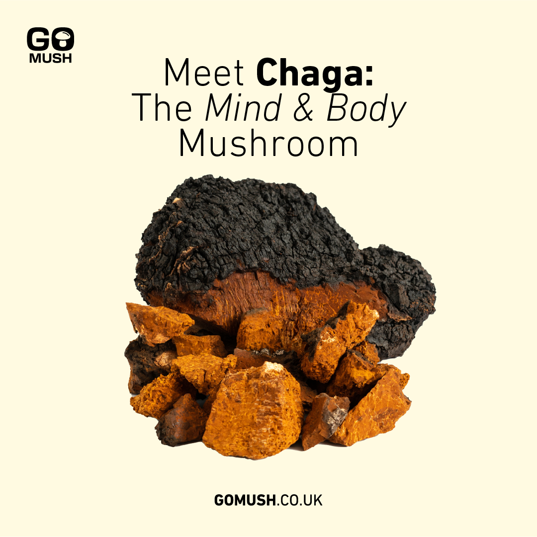 Dose GoMush® Chaga-Pilzextrakt-Pulver, 60 g (Bild 2)