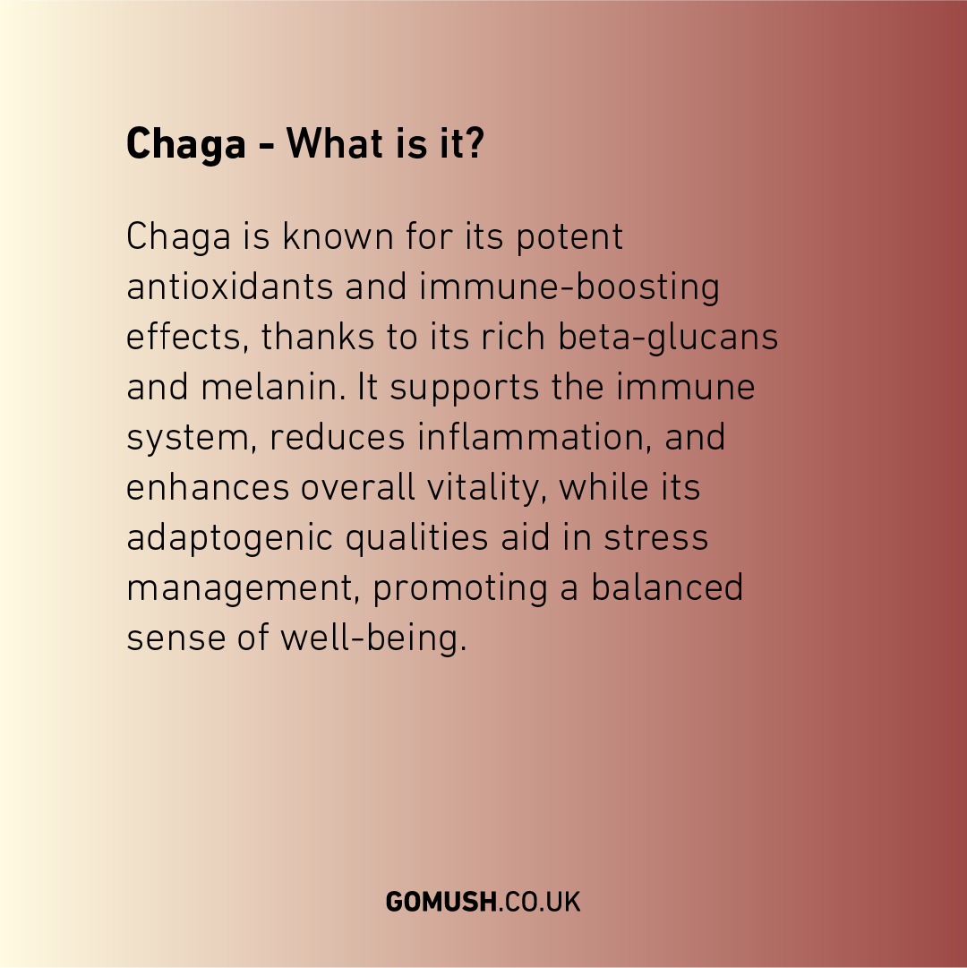 Dose GoMush® Chaga-Pilzextrakt-Pulver, 60 g (Bild 3)