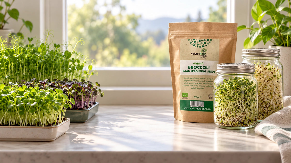 Nature's Root organic broccoli sprouting seeds pouch with jars of sprouts and microgreens