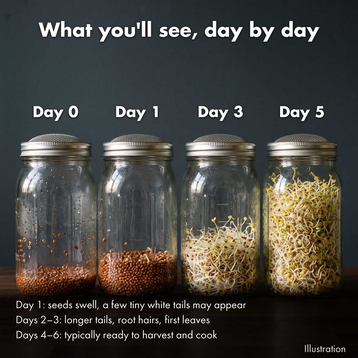 Illustration of broccoli raab sprouts in a jar on day 0, 1, 3 and 5.