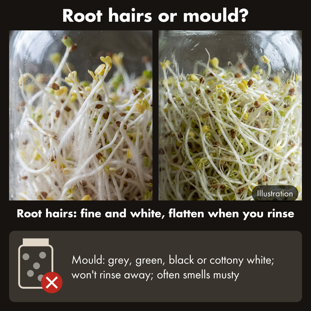 Illustration: close-up of the fine white root hairs on raab sprouts, before and after rinsing.