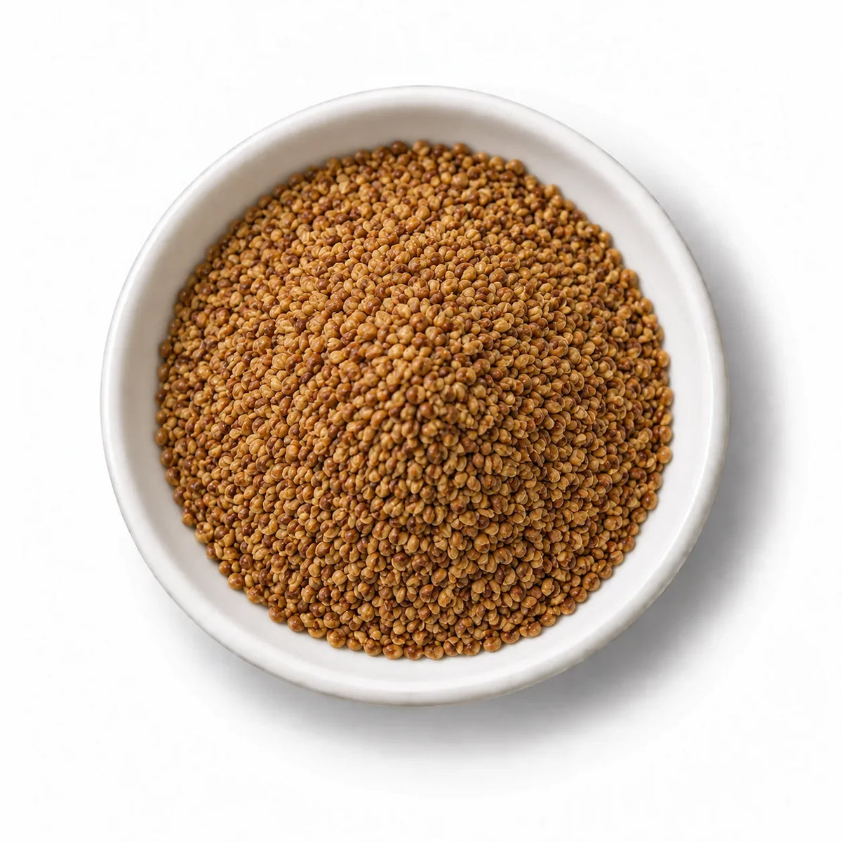 Organic Alfalfa Sprouting Seeds in a white dish