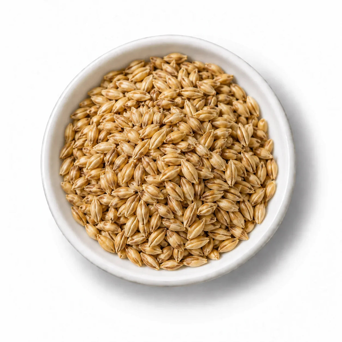 Organic Barley Grass Sprouting Seeds in a white dish