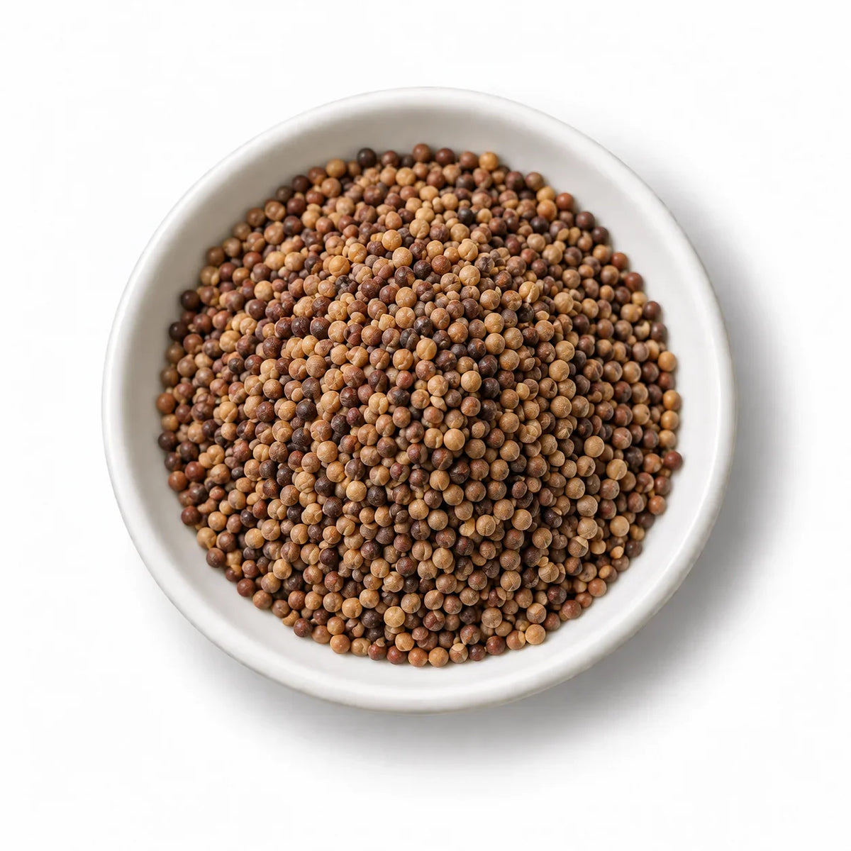 Organic 'Radish Mix' Sprouting Seeds in a white dish