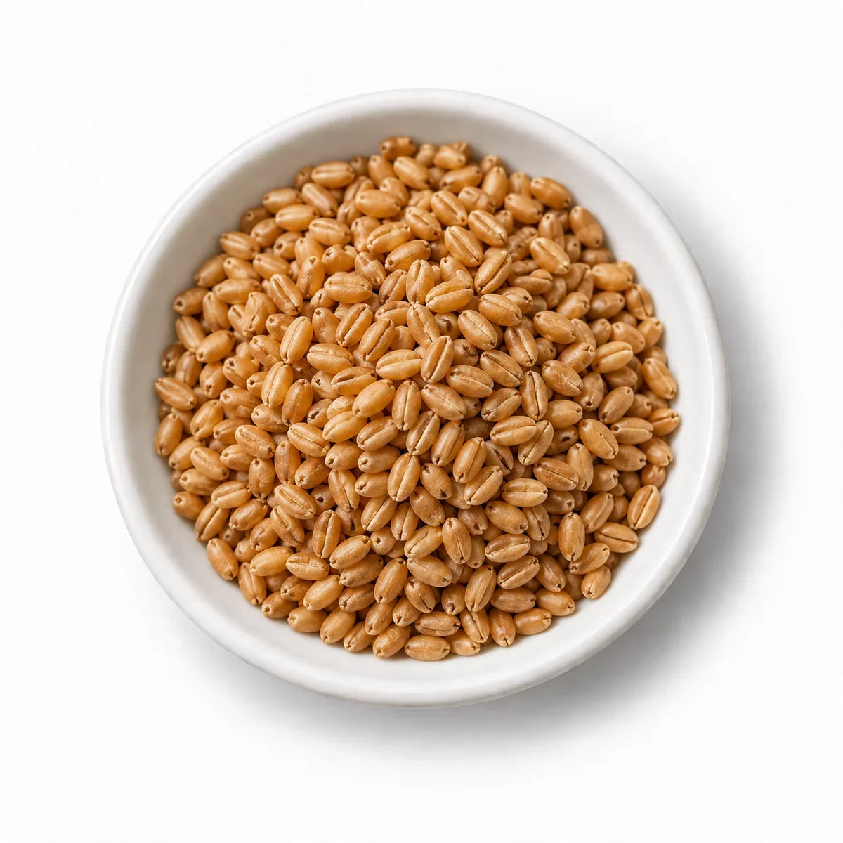 Organic Wheatgrass Seeds in a white dish