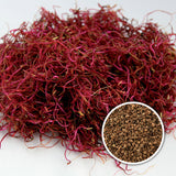 Organic Red Beetroot Sprouting Seeds - Natures Root