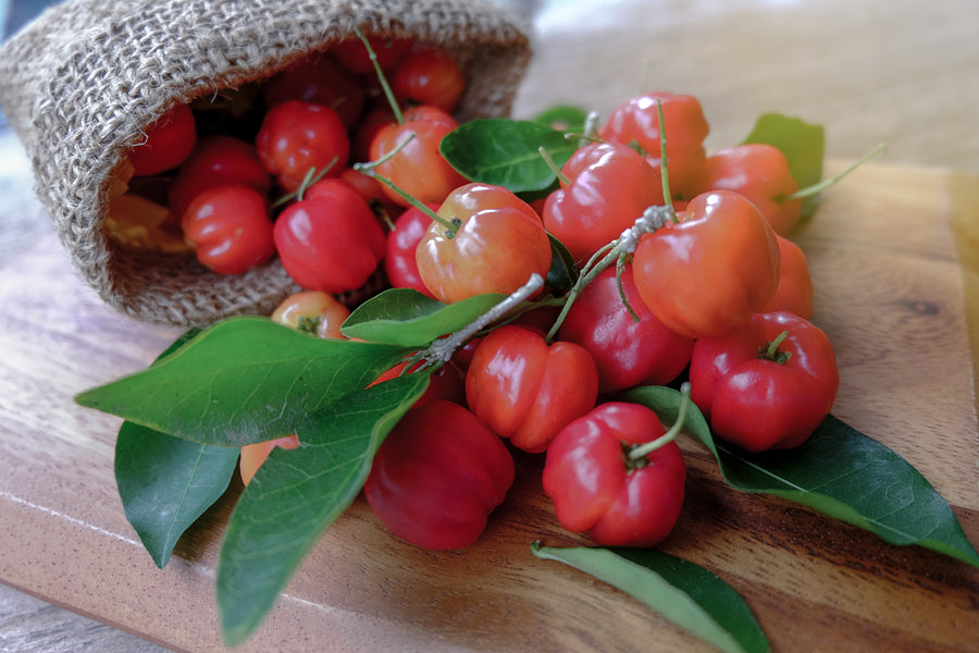 Organic Acerola Cherry Powder by Nature's Root – 500g