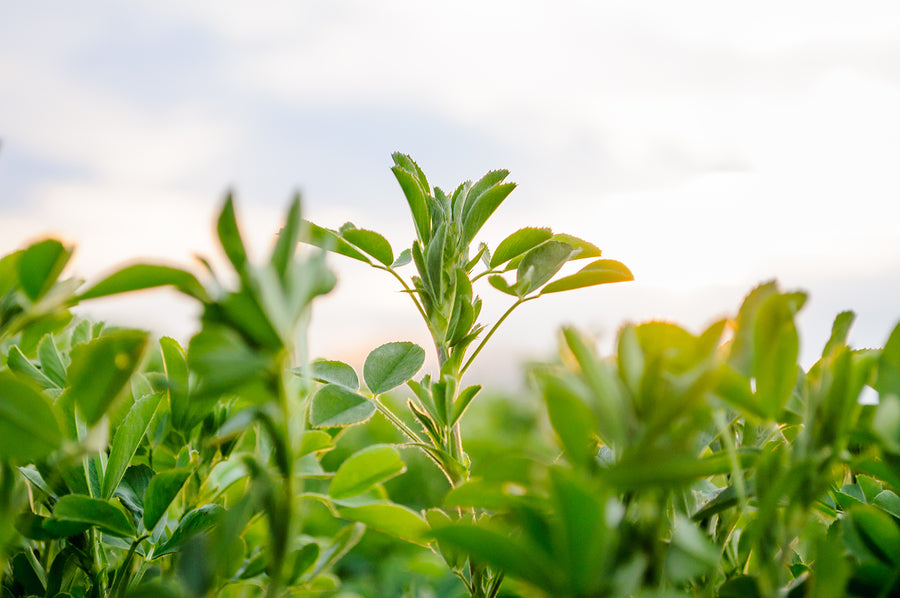 Organic Alfalfa Pure Leaf Powder by Nature's Root