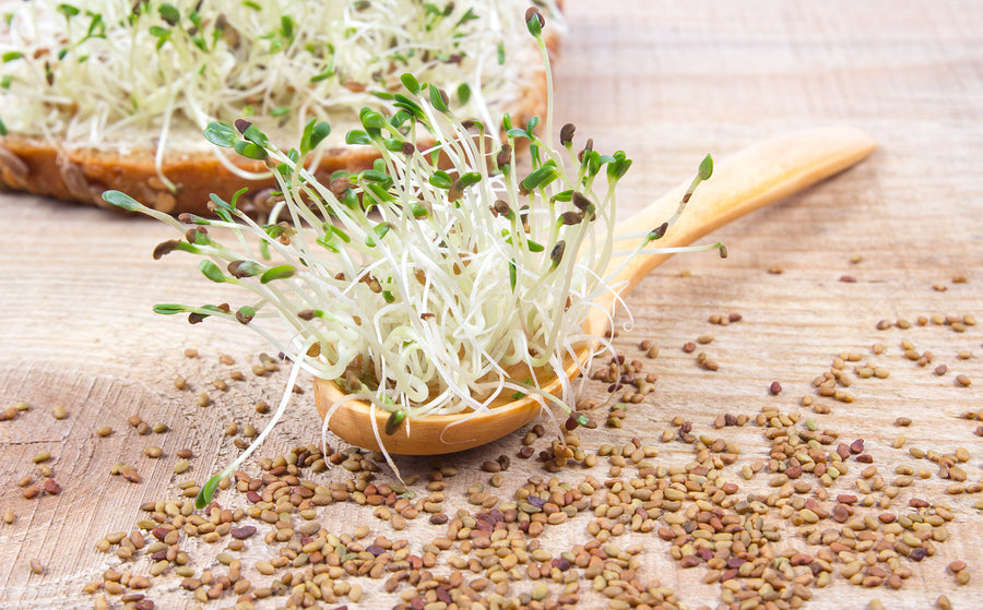 Organic Alfalfa Sprouting Seeds by Nature's Root – 1kg