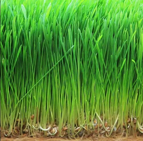 Organic Barley Grass Sprouting Seeds by Nature's Root – 500g