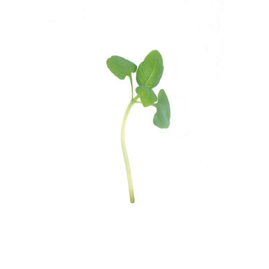 Organic Basil Sprouting Seeds by Nature's Root – 125g