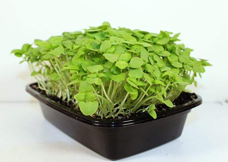 Organic Basil Sprouting Seeds by Nature's Root – 250g