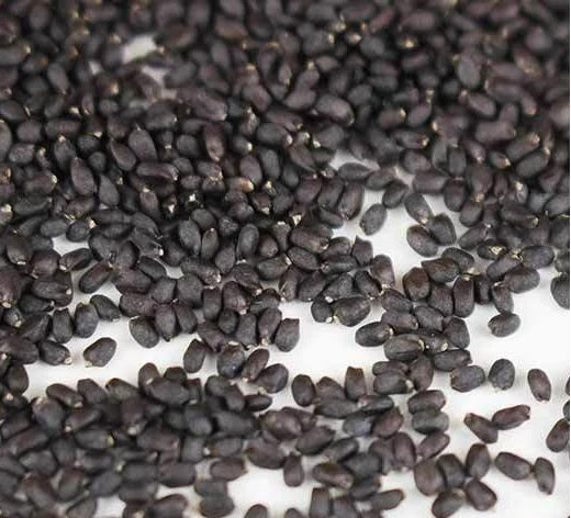 Organic Basil Sprouting Seeds by Nature's Root