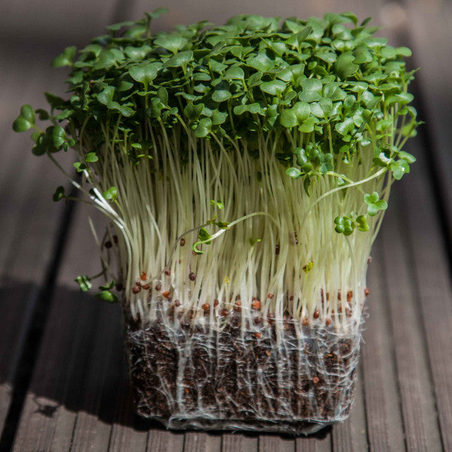 Organic Broccoli 'Calabrese' Sprouting Seeds by Nature's Root – 250g