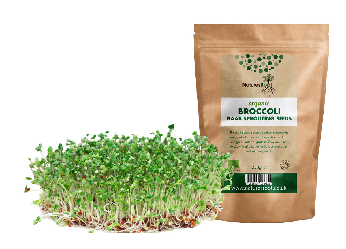 Organic Broccoli Raab Sprouting Seeds by Nature's Root – 250g