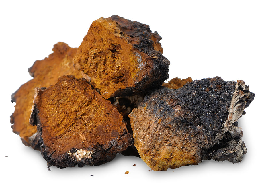 Organic Chaga Mushroom Powder by Nature's Root – 250g
