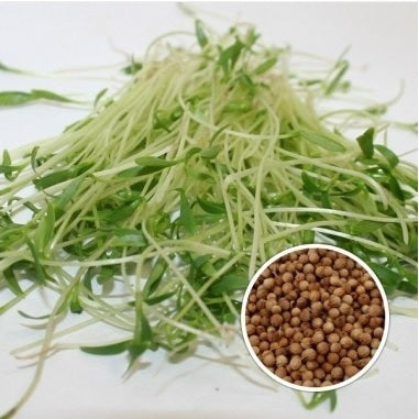 Organic Split Coriander Sprouting Seeds by Nature's Root – 125g Culinary Spice Powder