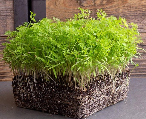 Organic Dill Sprouting Seeds by Nature's Root – 125g