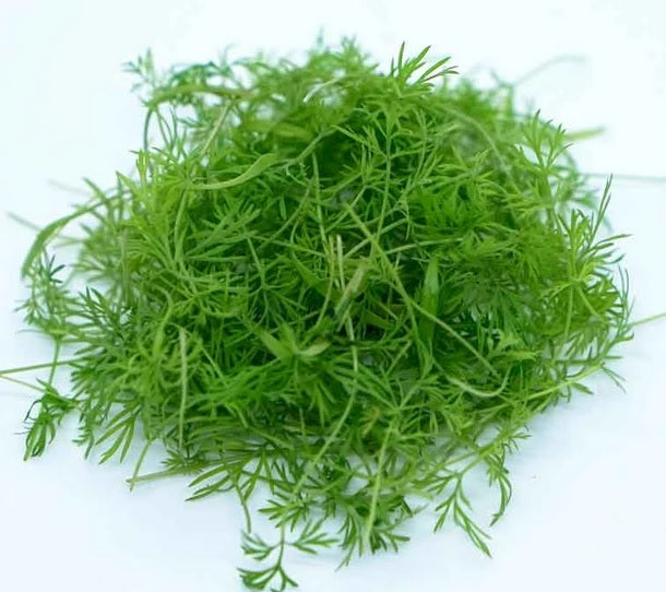 Organic Dill Sprouting Seeds by Nature's Root – 250g