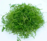 Organic Dill Sprouting Seeds - Natures Root