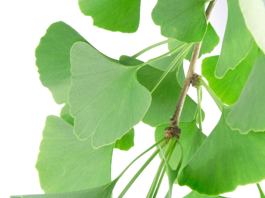 Premium Ginkgo Biloba Powder by Nature's Root – 500g