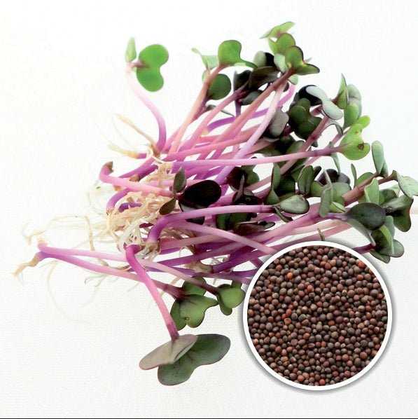 Organic Kohlrabi Sprouting Seeds by Nature's Root – 250g