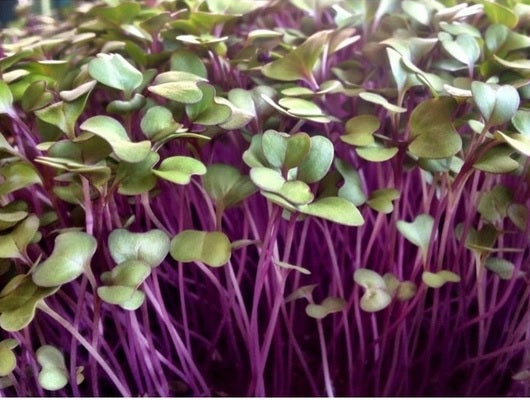 Organic Kohlrabi Sprouting Seeds by Nature's Root – 125g