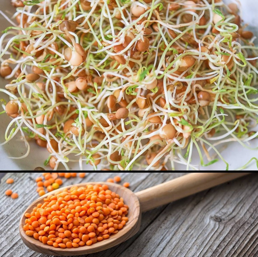 Organic Red Lentil Sprouting Seeds by Nature's Root – 250g