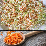 Organic Red Lentil Sprouting Seeds - Natures Root