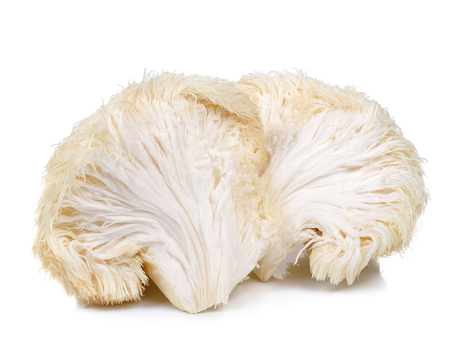 Organic Lions Mane (Hericium) Mushroom Powder by Nature's Root – 250g Functional Mushroom Powder